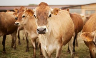 Preview pics B2C (312 x 187 px) - 2